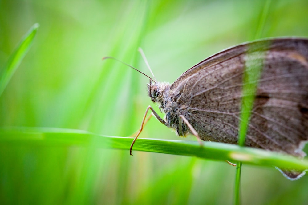 a moth on a leaf