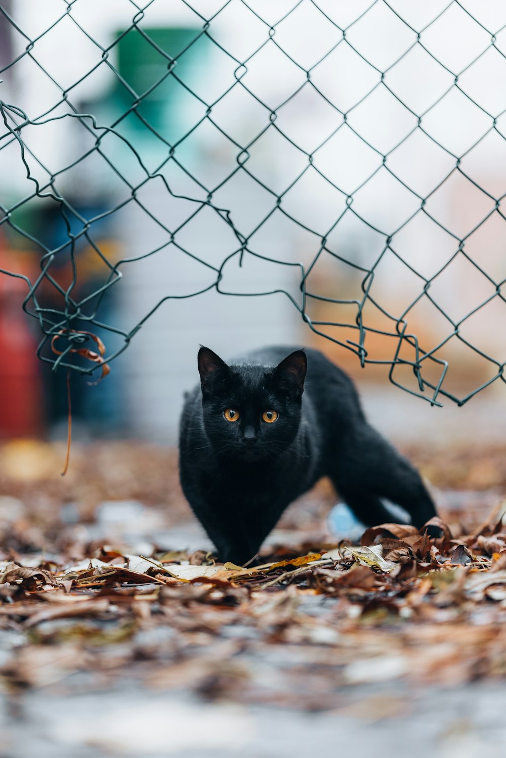Un gato negro en una jaula
