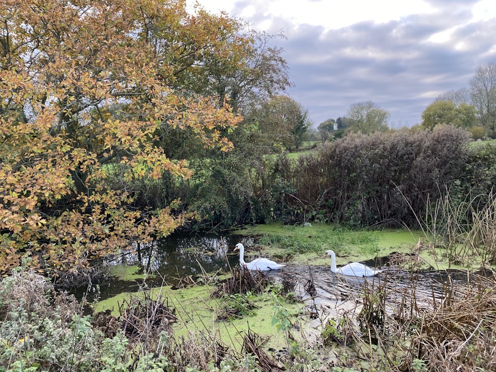 a pond surrounded by trees