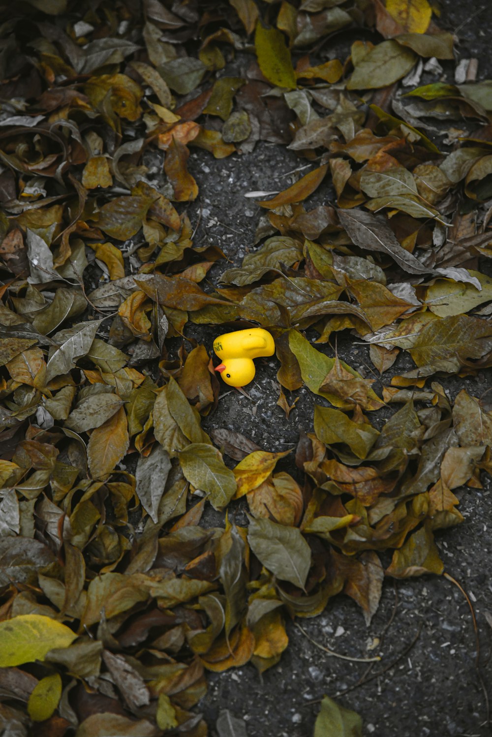 a yellow bird on a pile of leaves