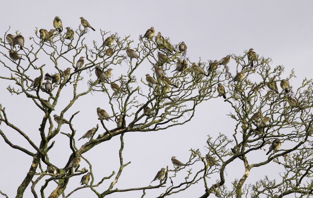 a tree with many birds on it