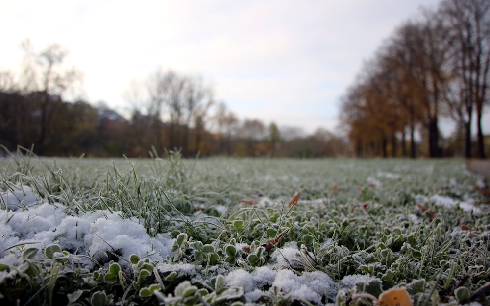 a field of snow