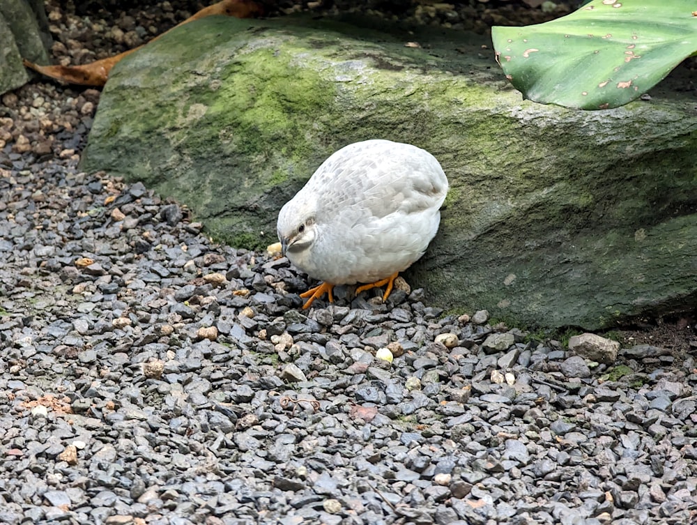 a bird standing on rocks