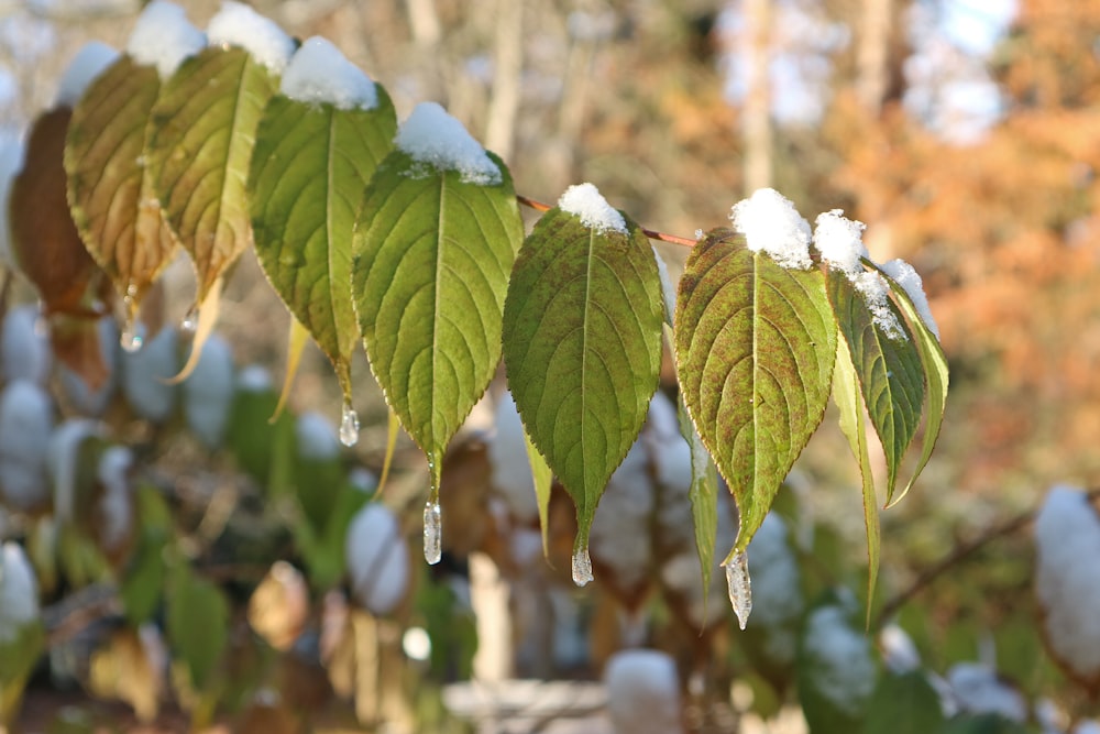 a close up of some leaves