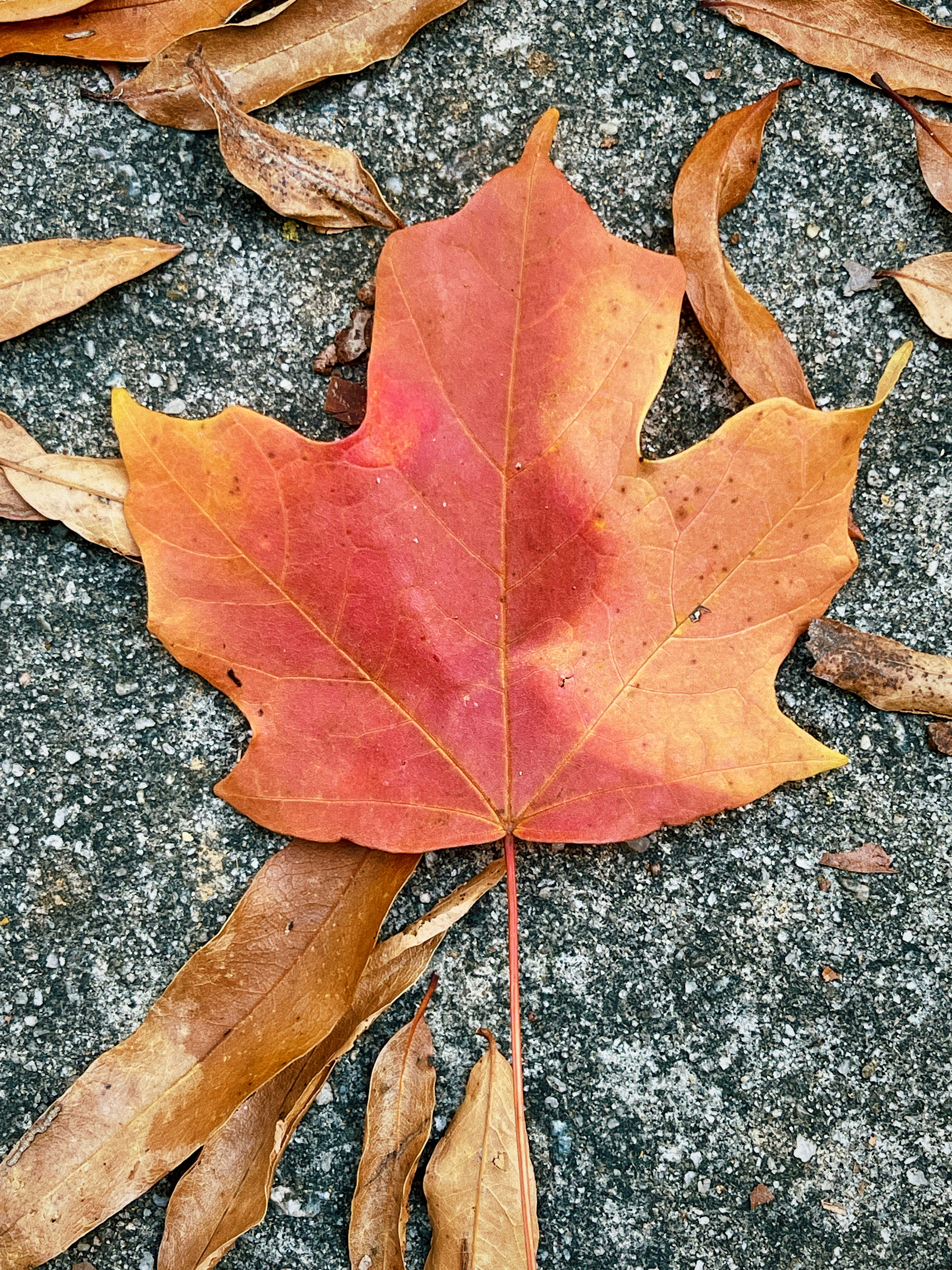 a red leaf on a stone surface