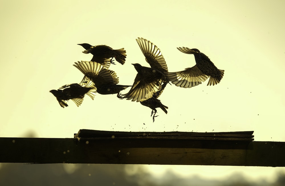 a group of birds flying