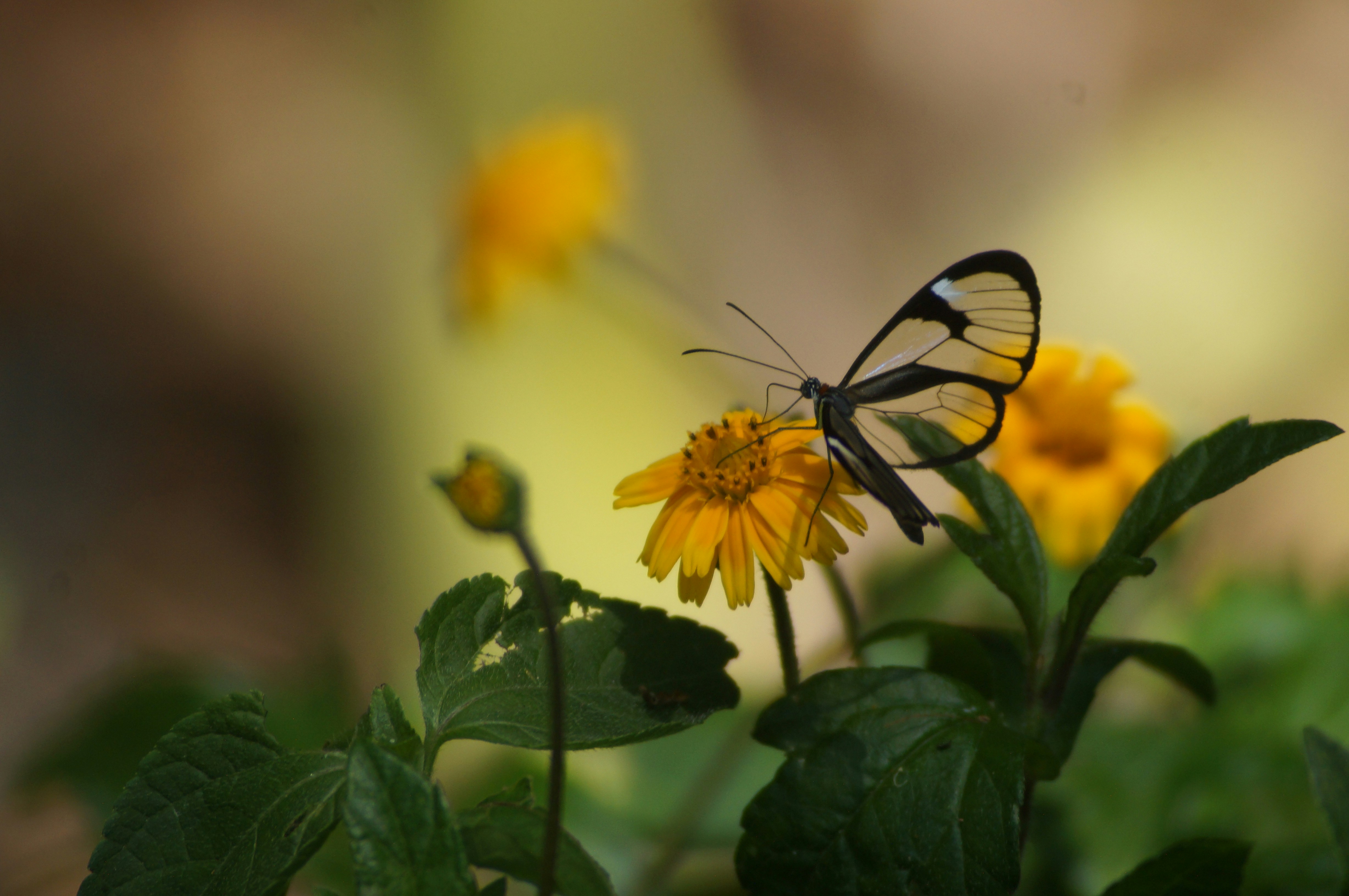 Photo by fredmachado