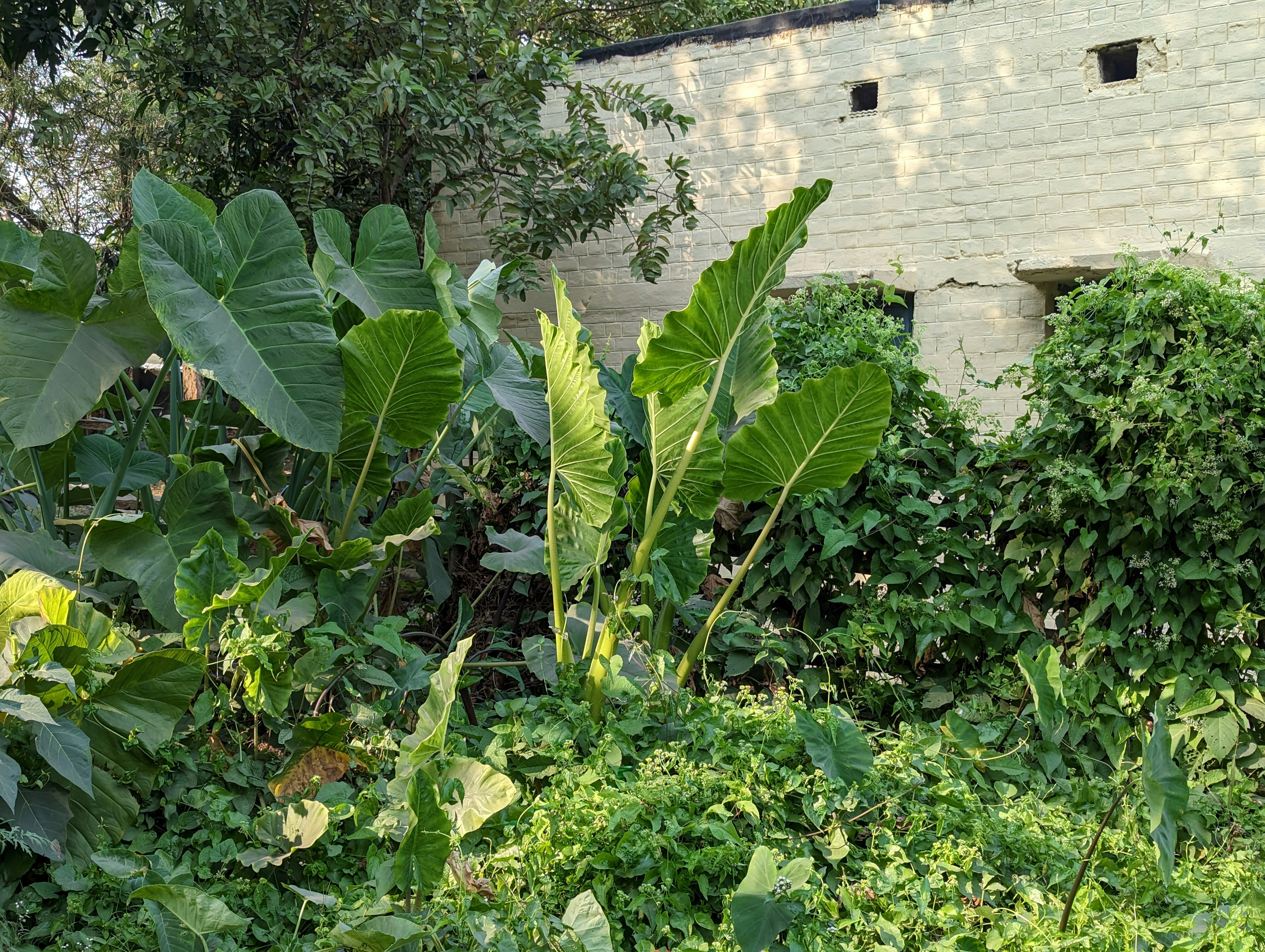 Green foliage contrasting against dark brick building exterior, lush vegetation framing architectural brick façade, warm natural light