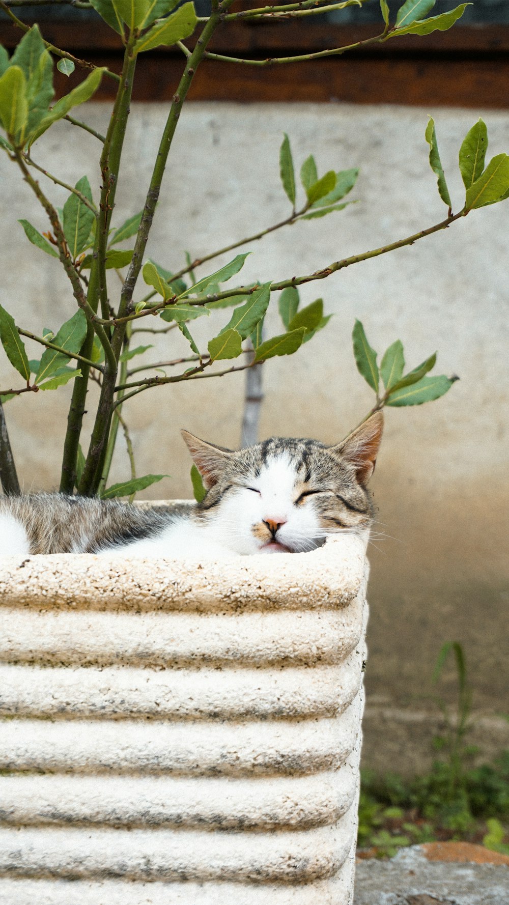 a cat sleeping in a basket