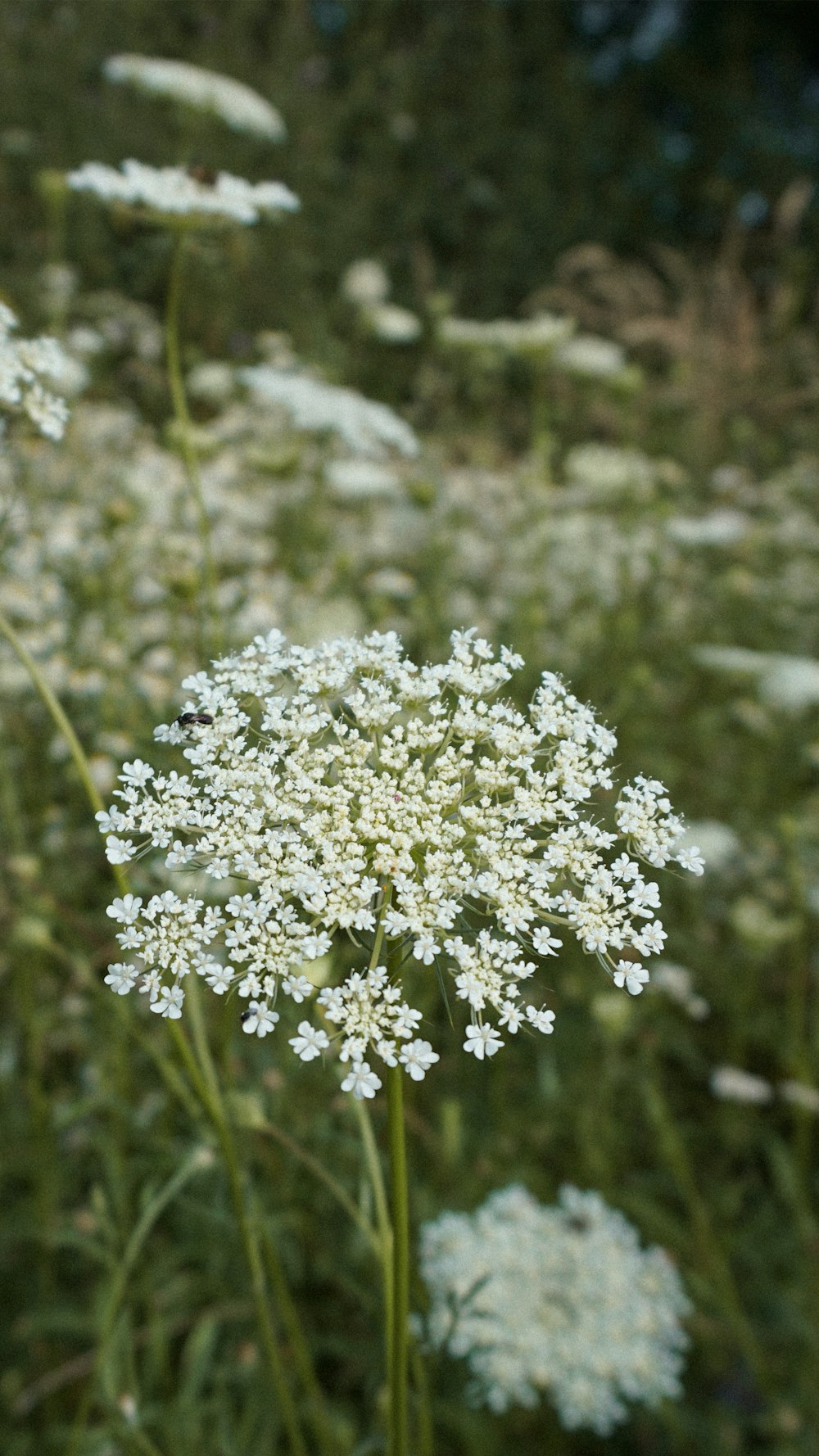 un primo piano di un fiore