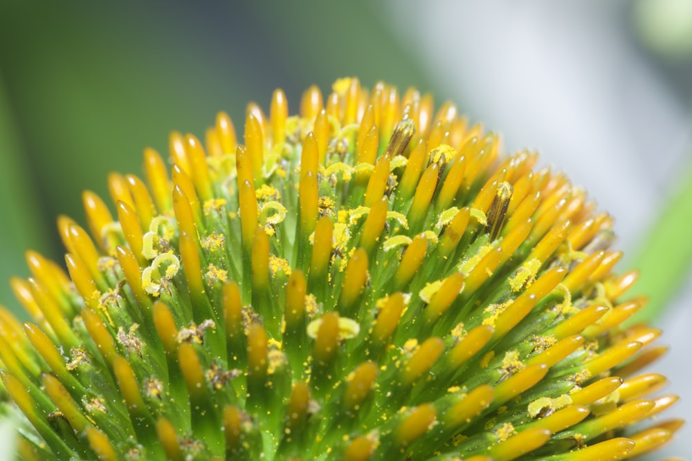 a close up of a flower