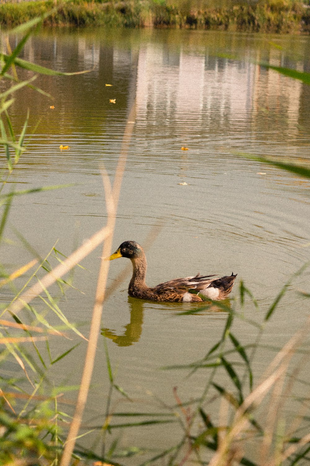 a duck swimming in a pond