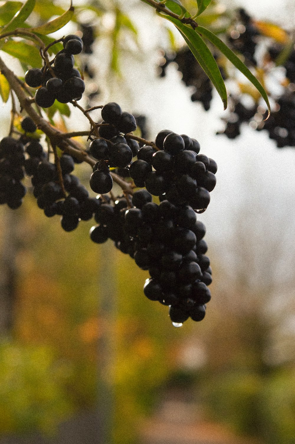 a close up of a black berry