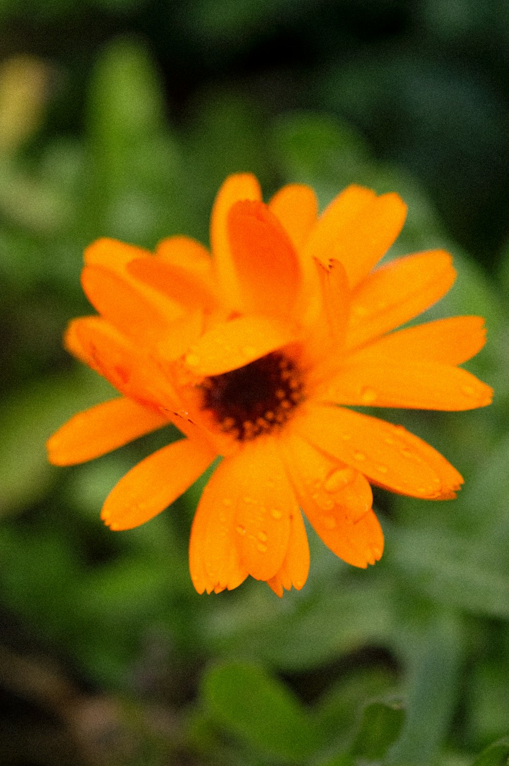 a close up of a flower