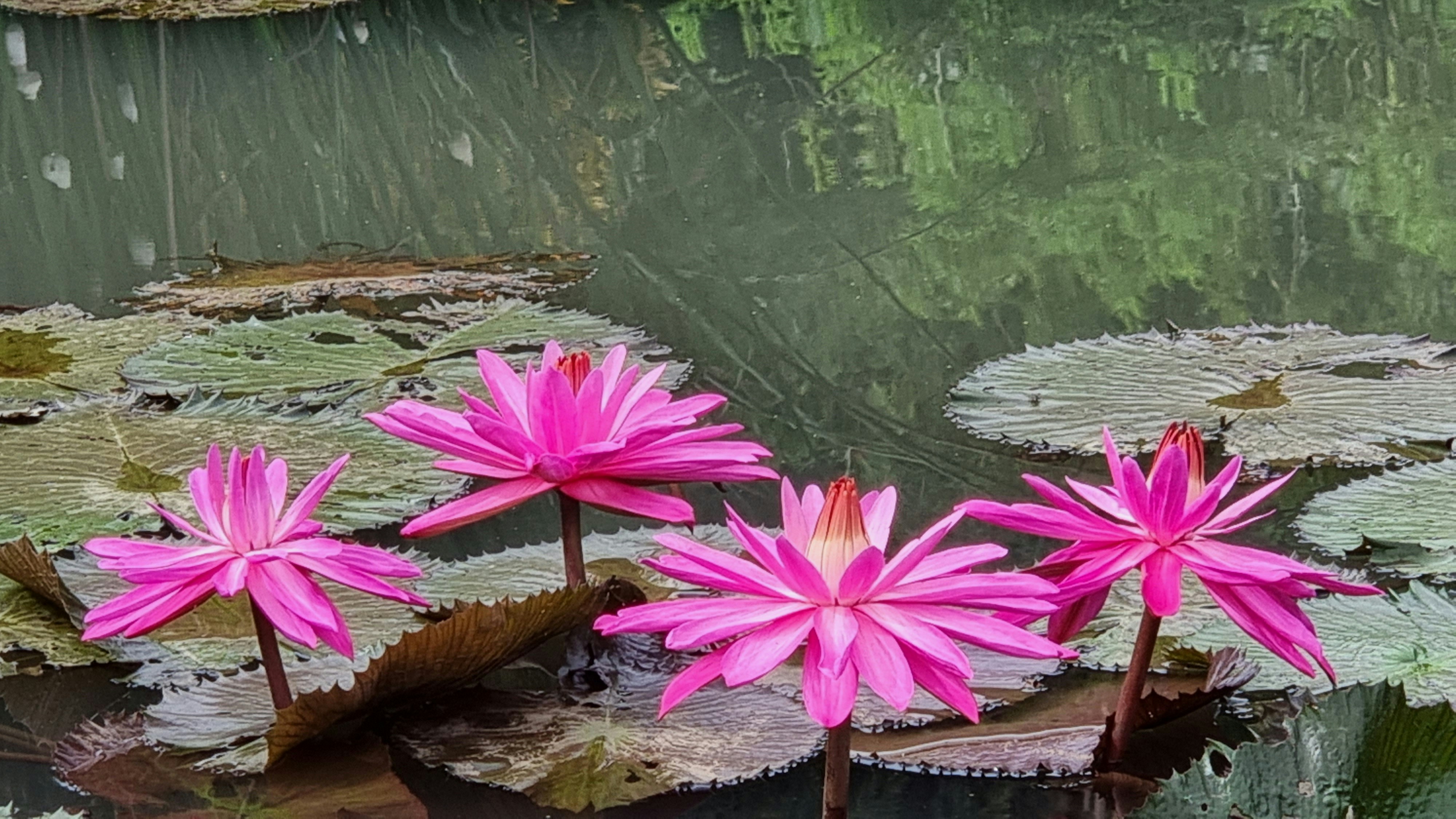 pink flowers on a lily pad