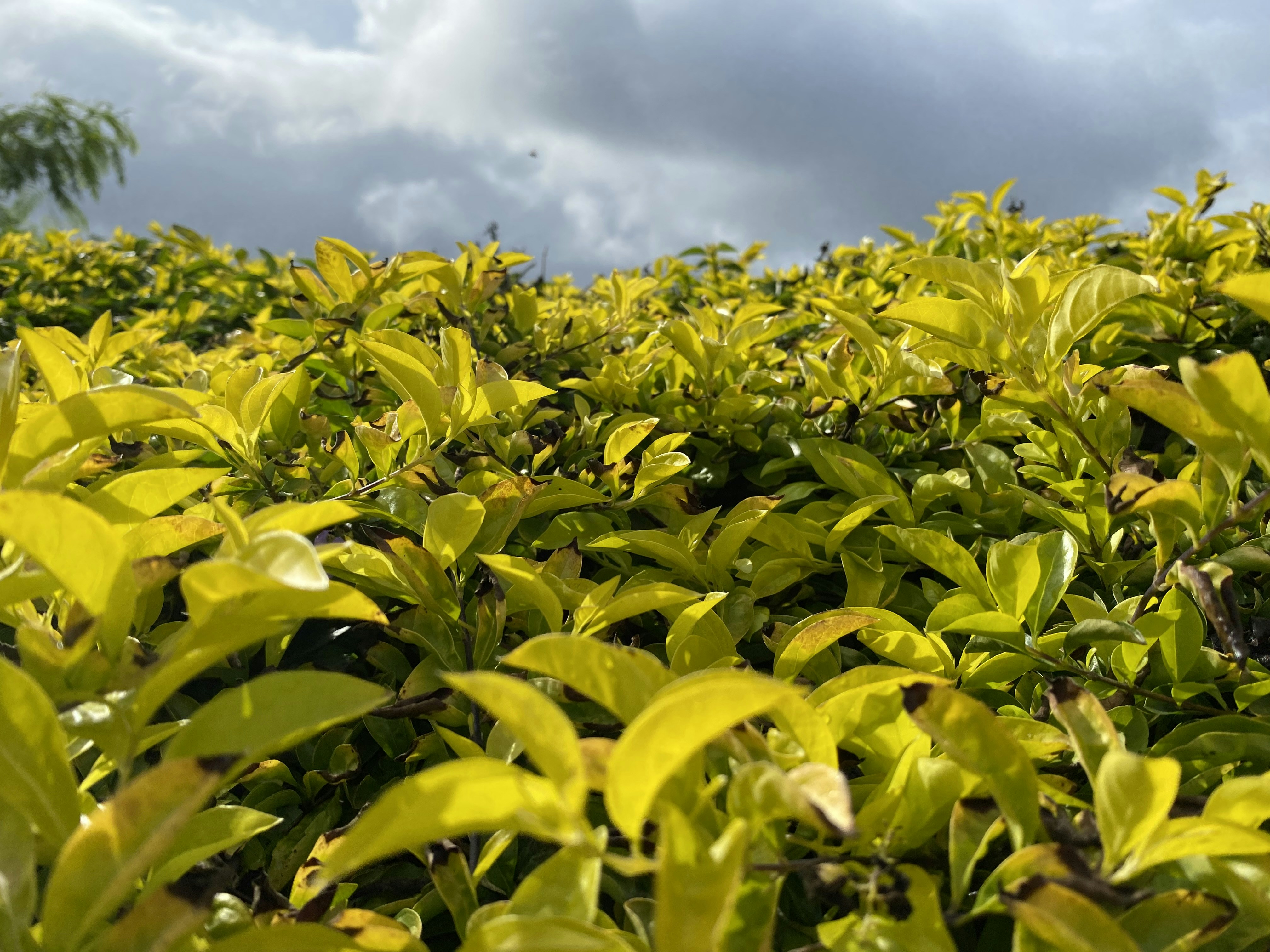 Photo by sheikh_shack