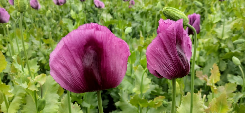 a close up of a flower