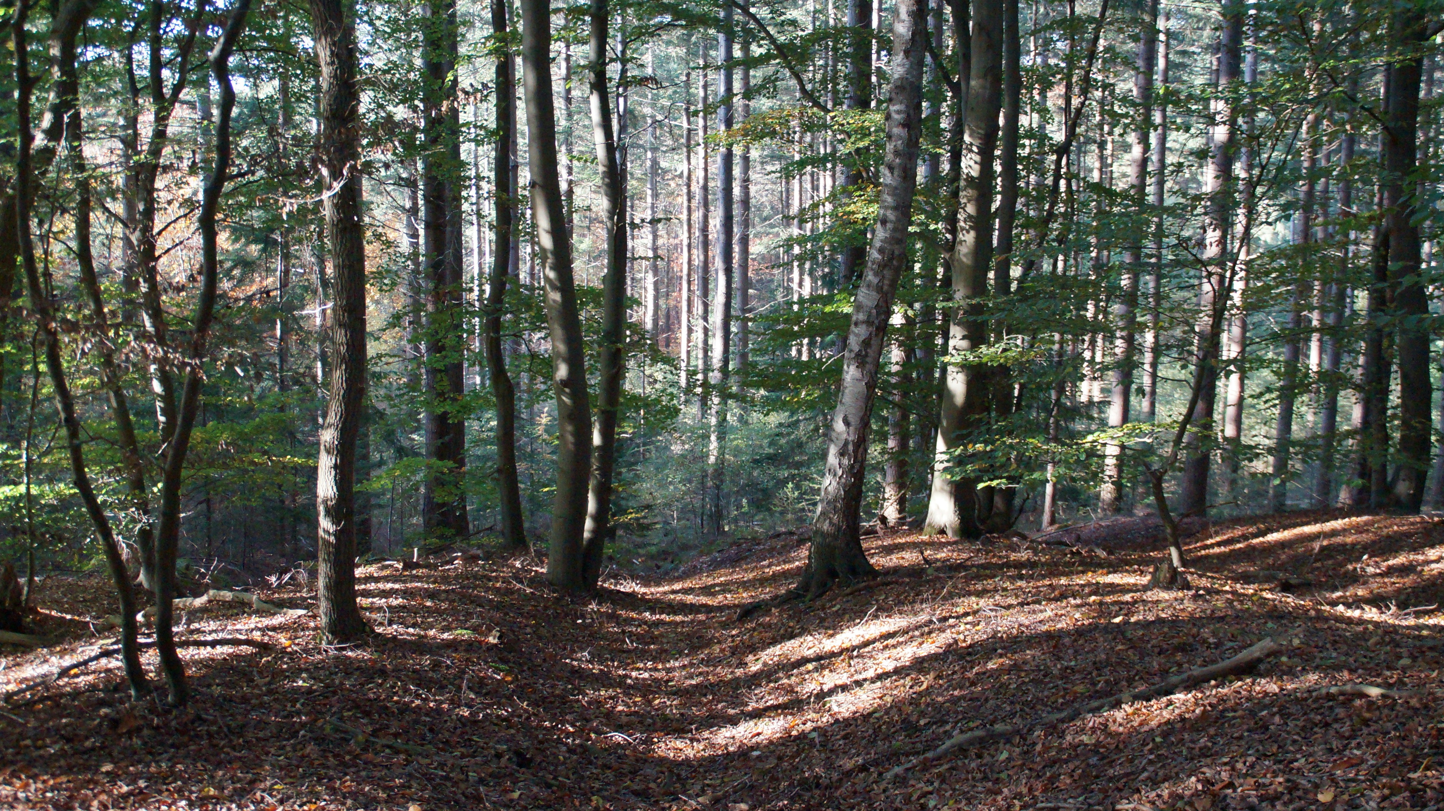 Photo by lunareehorst