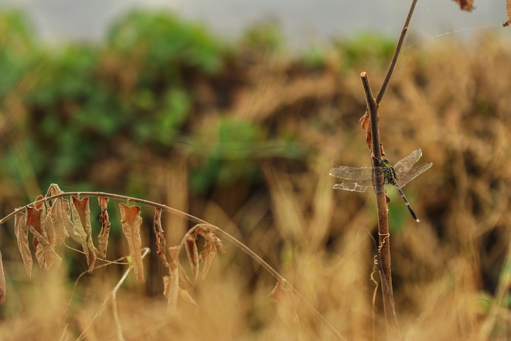 a close up of a barbed wire fence