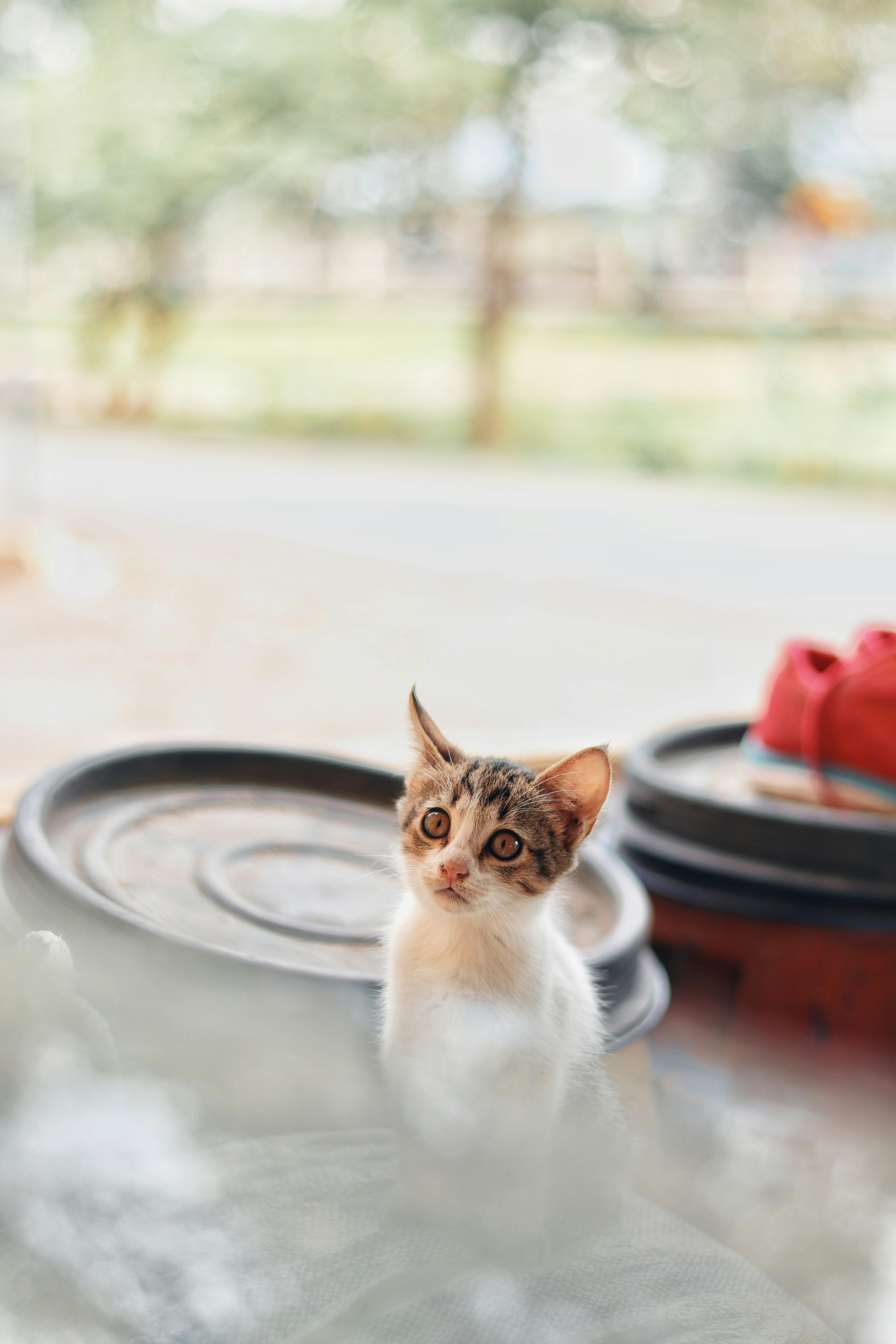 テーブルの上に座っている猫