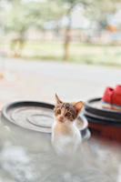 A cute kitten wearing a tiny, colorful scarf, looking curiously at the camera indoors.