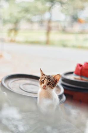 A cute kitten wearing a tiny, colorful scarf, looking curiously at the camera indoors.