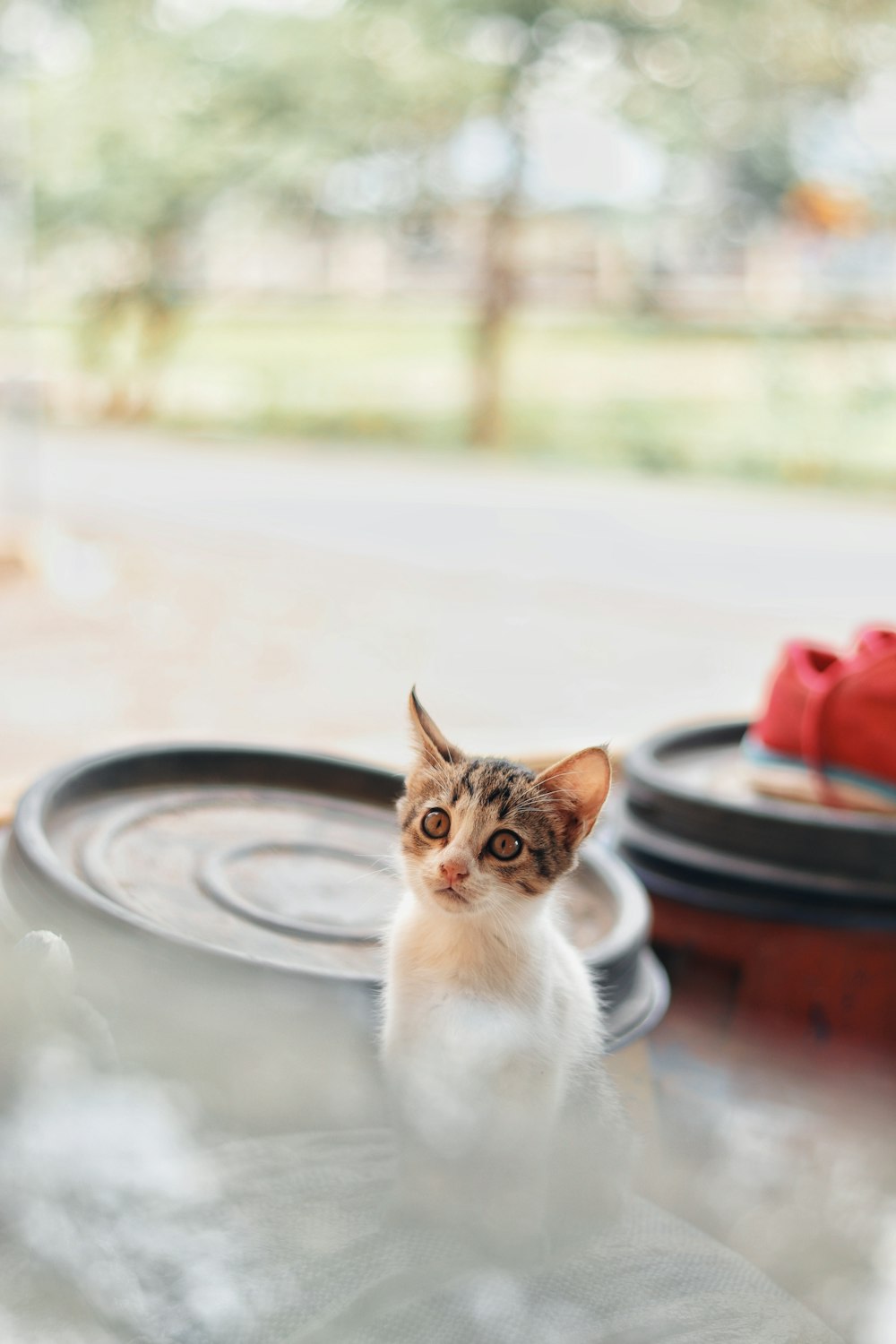 a cat sitting on a table