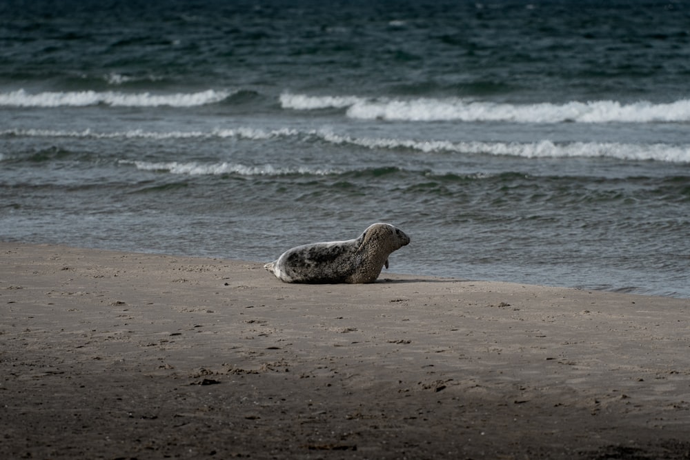 a seal on a beach