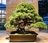 A well-shaped bonsai tree with lush, green foliage and a twisted, gnarled trunk is placed in a rectangular pot. The background consists of a bamboo curtain, adding an element of rustic charm.