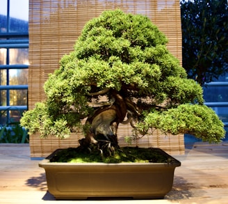 A well-shaped bonsai tree with lush, green foliage and a twisted, gnarled trunk is placed in a rectangular pot. The background consists of a bamboo curtain, adding an element of rustic charm.