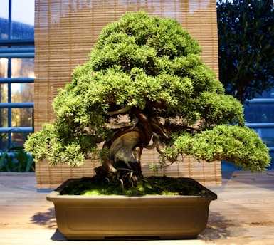 A well-shaped bonsai tree with lush, green foliage and a twisted, gnarled trunk is placed in a rectangular pot. The background consists of a bamboo curtain, adding an element of rustic charm.