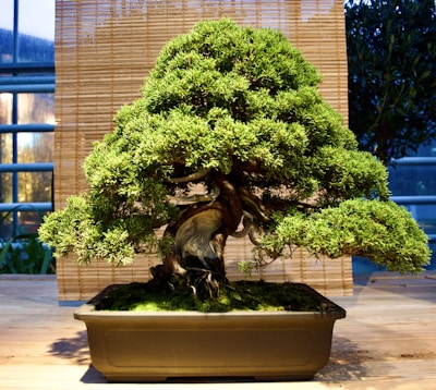 A well-shaped bonsai tree with lush, green foliage and a twisted, gnarled trunk is placed in a rectangular pot. The background consists of a bamboo curtain, adding an element of rustic charm.