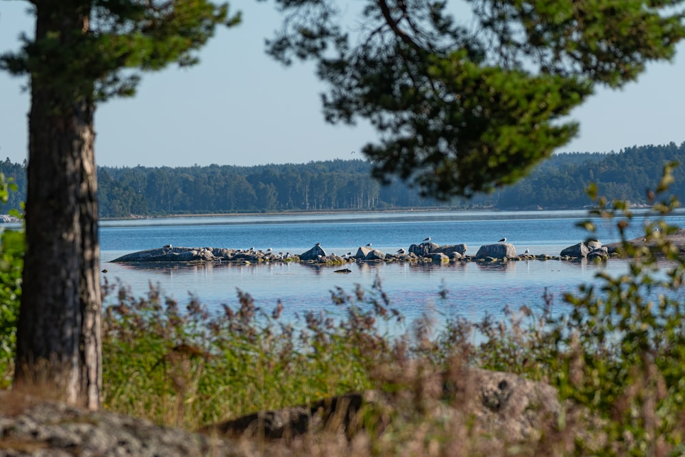 a body of water with boats in it and trees around it