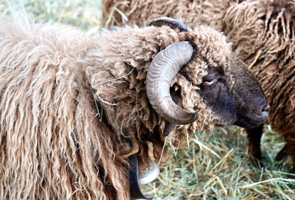 a ram with horns