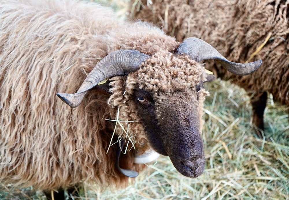 a group of sheep stand in a field