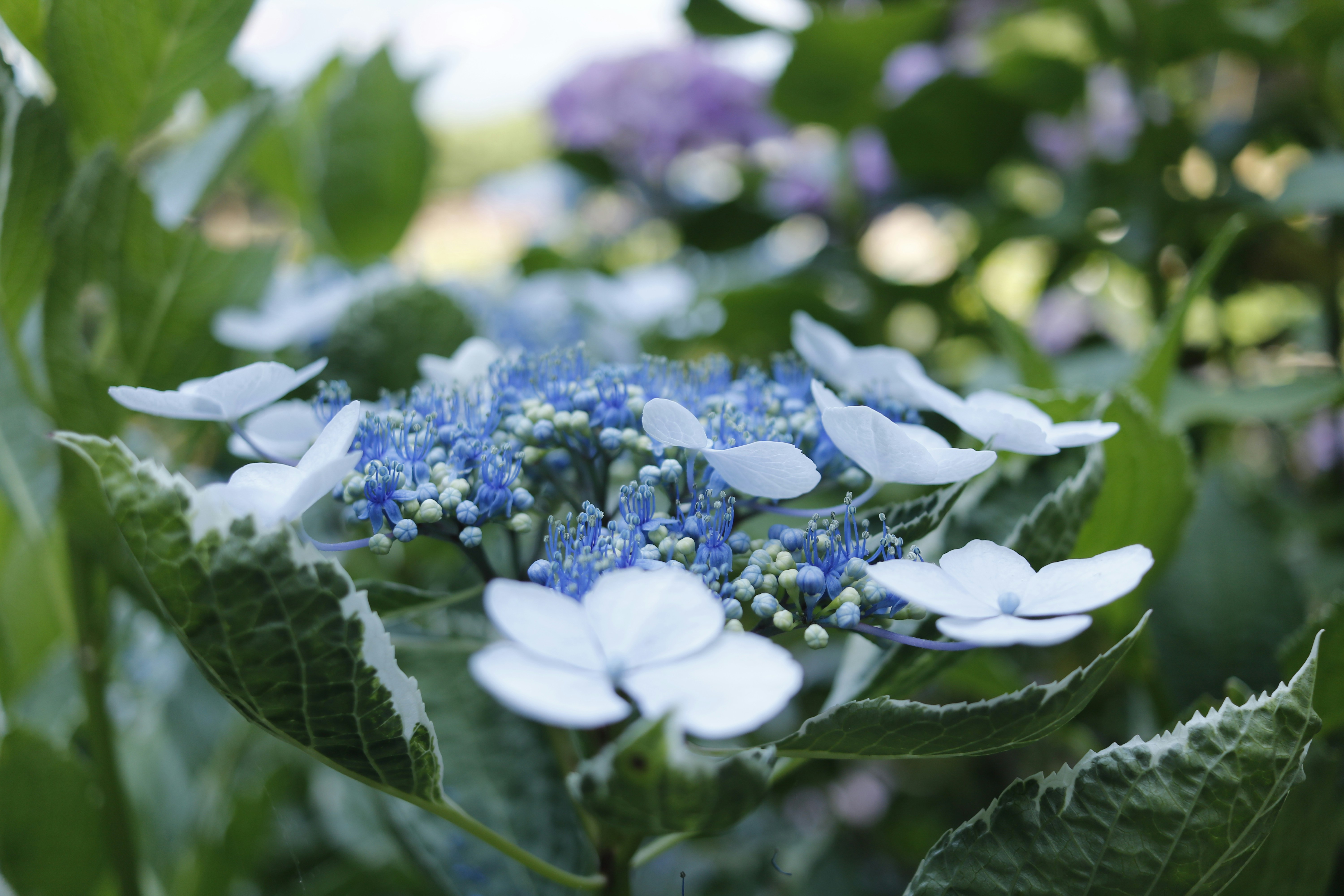 Photo by masayo1965
