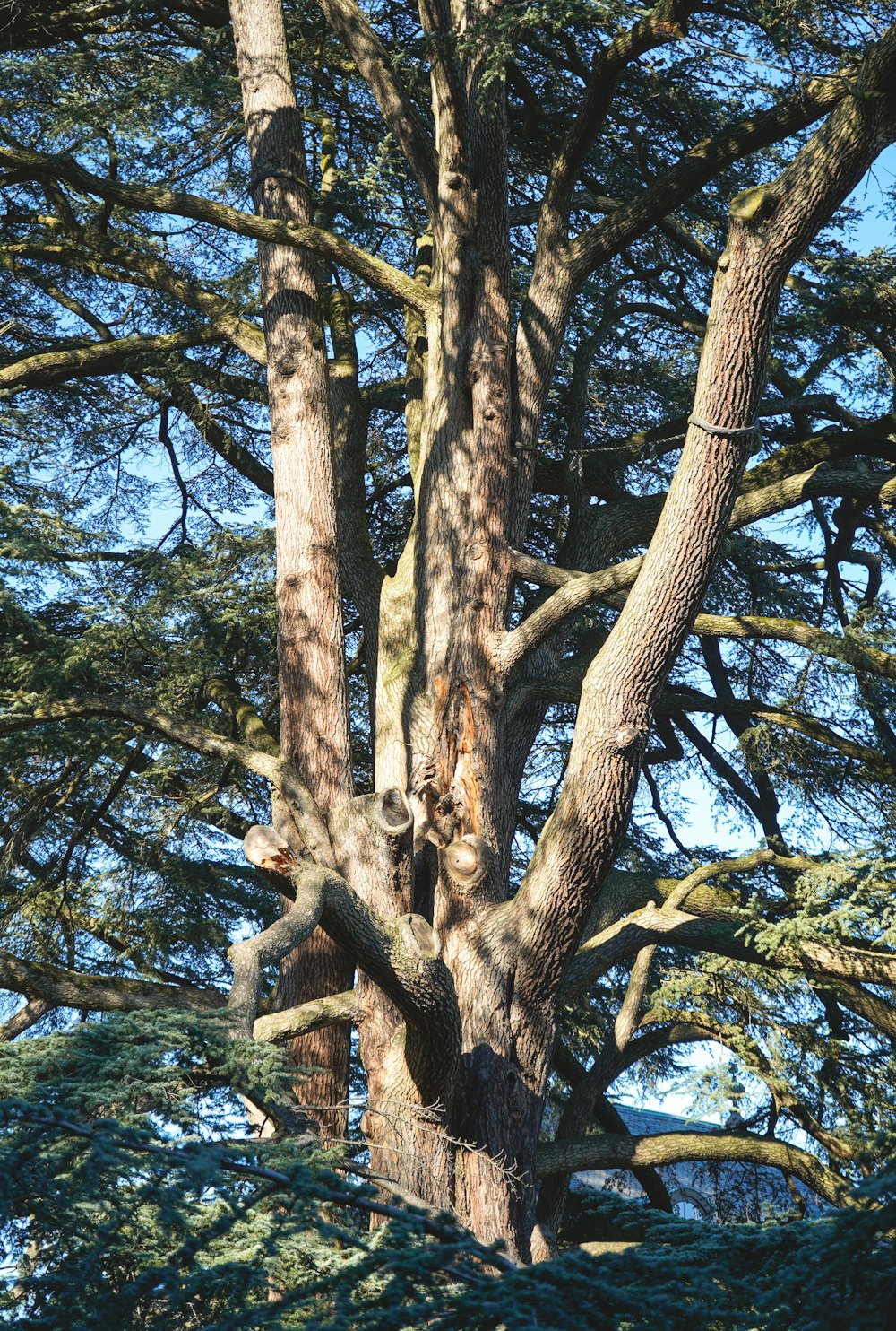 a tree with many branches