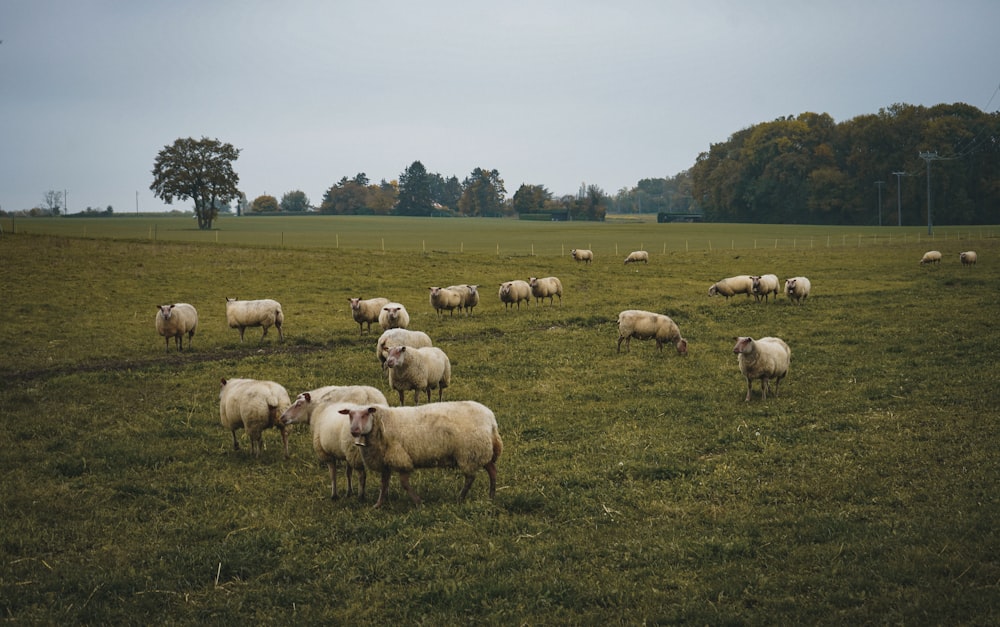 a herd of sheep grazing