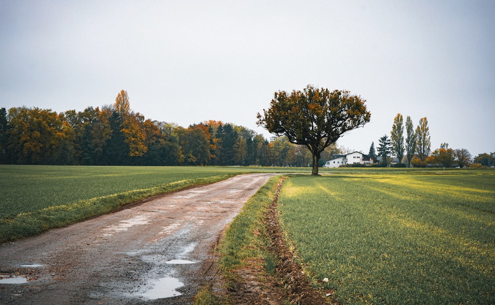 a dirt road with trees on either side of it