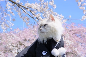 A fluffy white cat adorned with a rose gold bracelet featuring subtle paw print charms.
