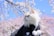 A fluffy white cat is wearing a black fabric with a paw print and white pom-poms. The background features pink cherry blossom branches under a clear blue sky, creating a serene and picturesque setting.
