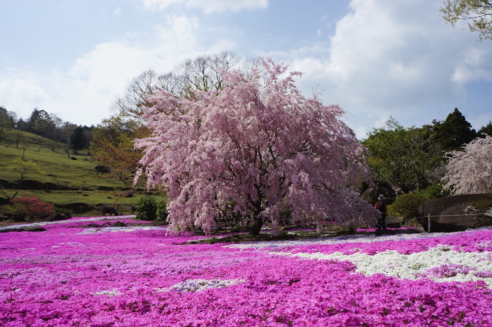 a tree with pink flowers in a field of purple flowers