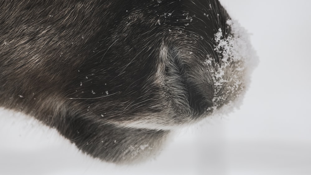 close up of a black and white furry animal