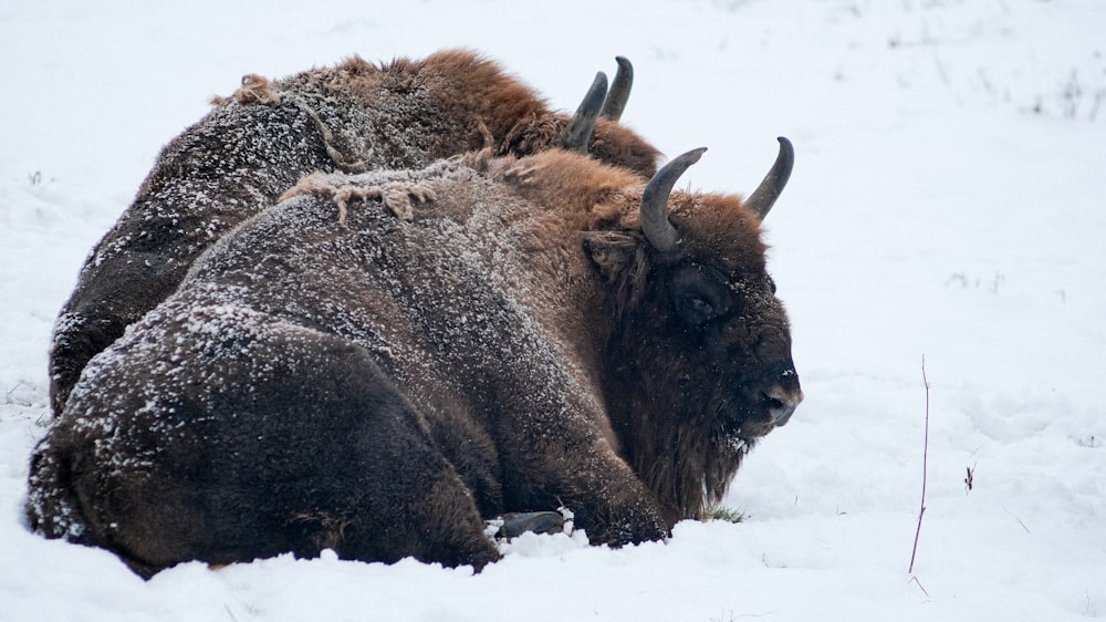 a couple of buffalo lying in the snow