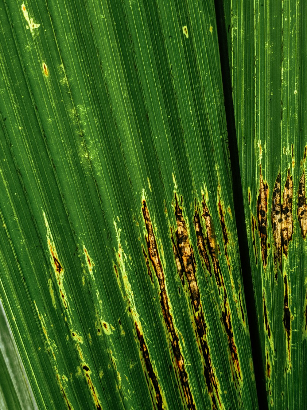 a close up of a leaf