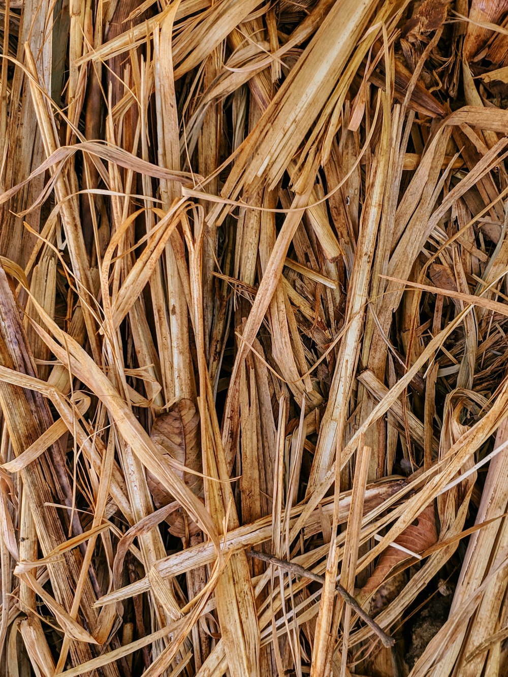 a close-up of some straw