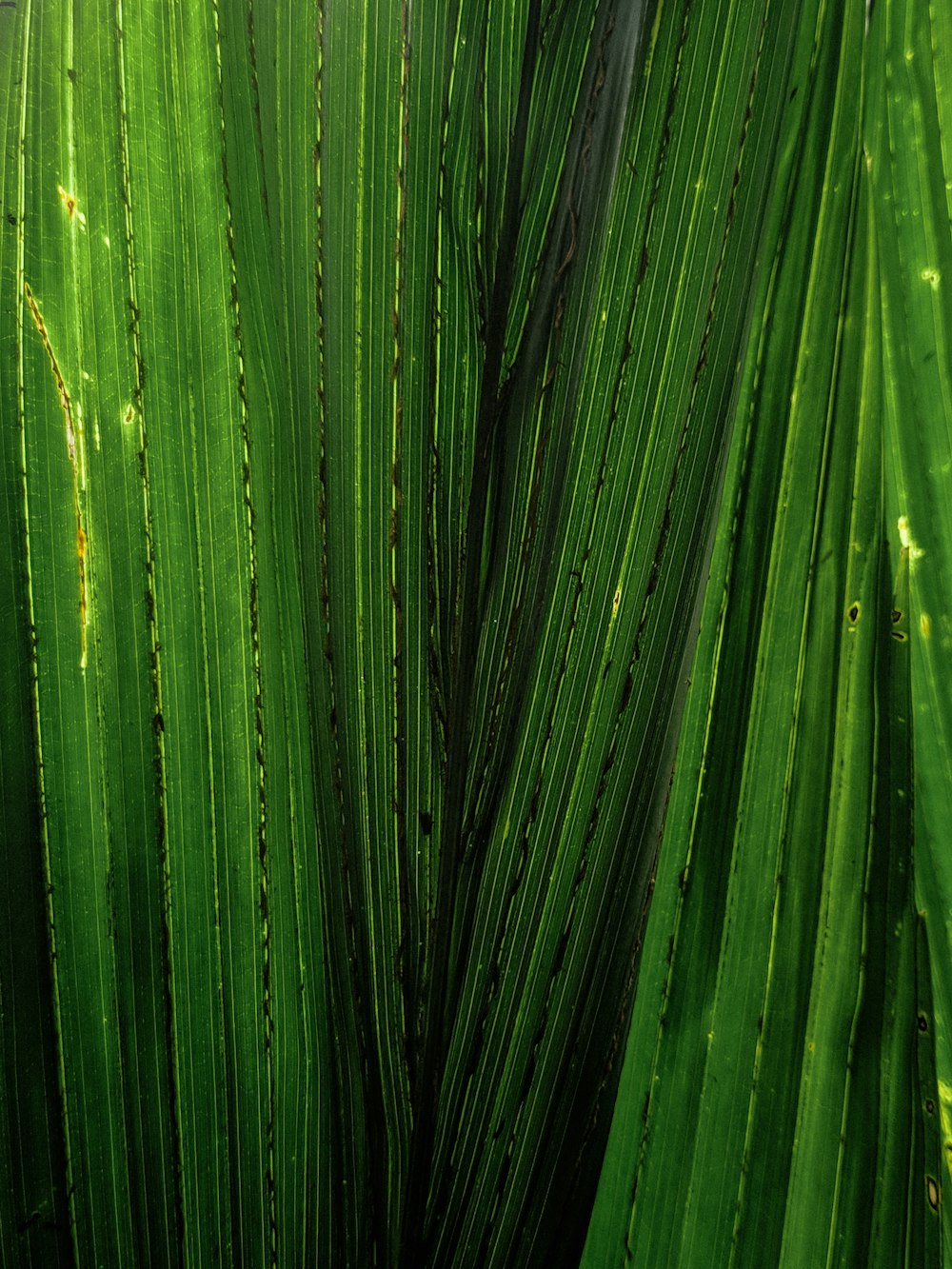 a close up of some grass