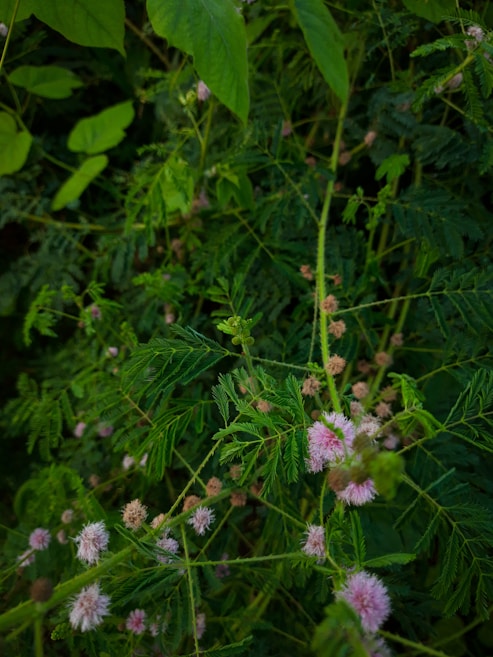 A dense cluster of green leafy plants with small pink and white spherical flowers. The foliage appears lush and vibrant, with intricate details in the leaves and delicate blossoms scattered throughout.
