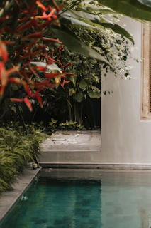 a tree with red leaves next to a pool