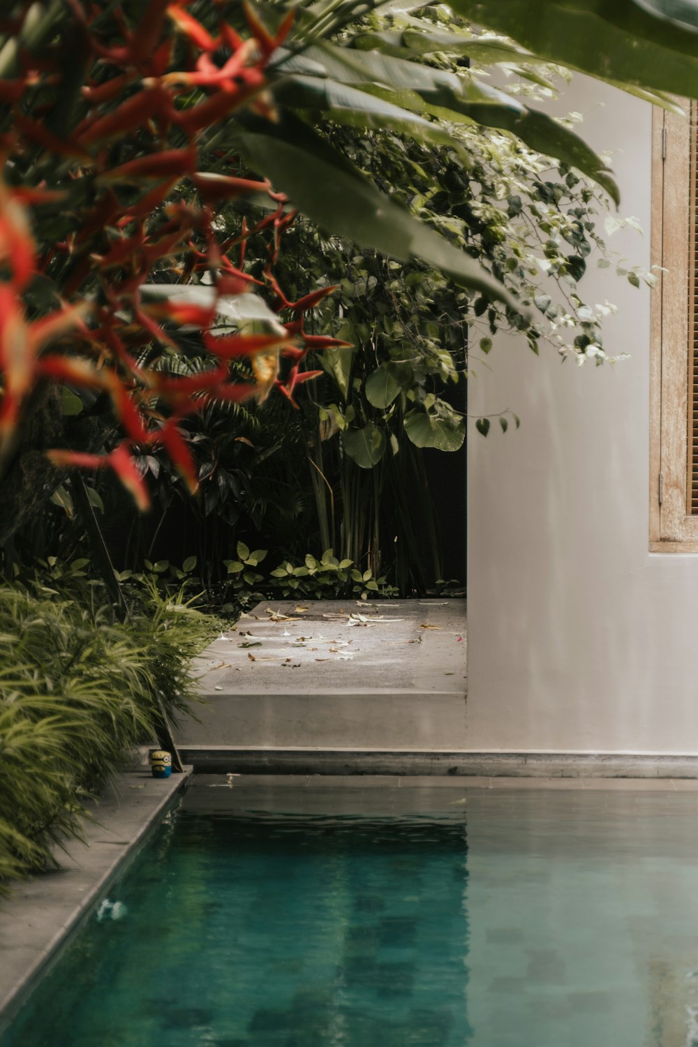 Un árbol con hojas rojas junto a una piscina